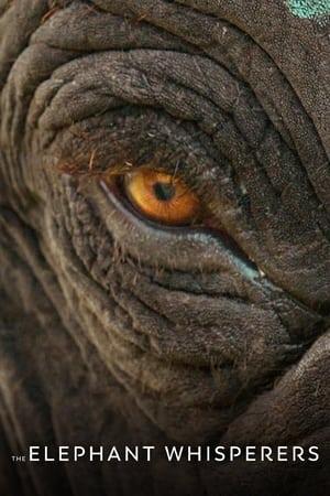 The Elephant Whisperers (2022) Hindi Dual Audio – The Elephant Whisperers (2022) Hindi Dual Audio –